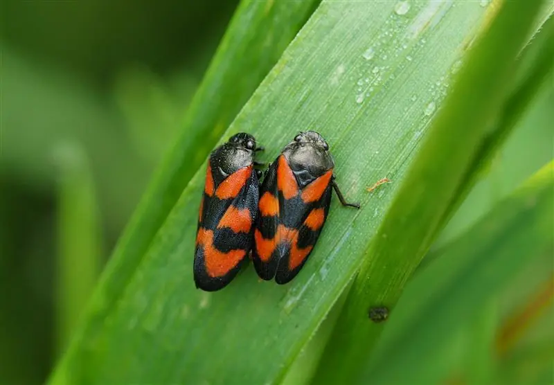 Two Red-and-black Froghoppers on a blade of grass